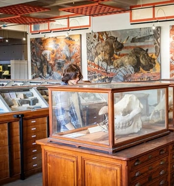 Visite des collections universitaires
