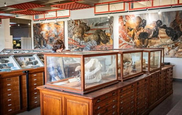 Visite des collections universitaires