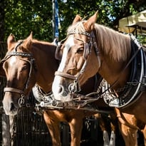 Attelage à cheval