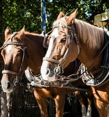 Attelage à cheval