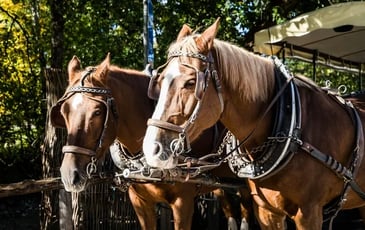 Attelage à cheval