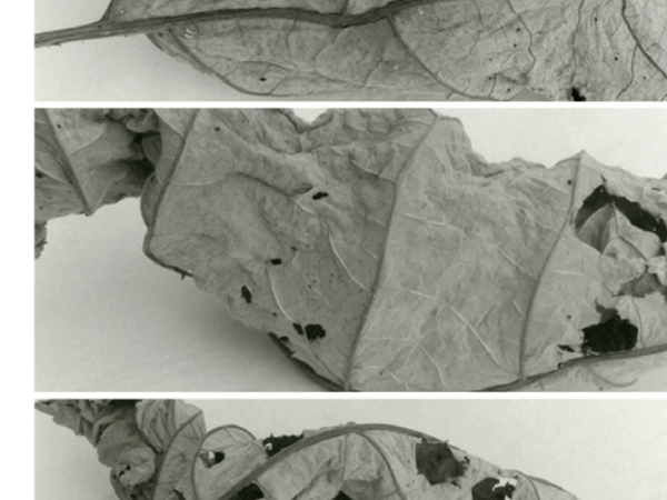 Exposition "Composition photographique" - Catherine Dubrulle